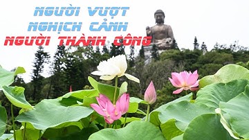 Triết Lý cuộc sống: Cá lội ngược dòng là cá sống, người vượt nghich cảnh Người thành công