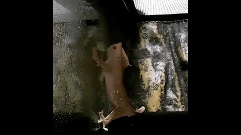 Как бананоед пьет воду