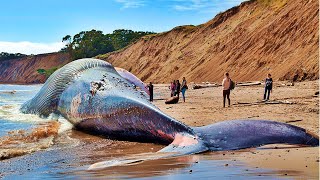 الحوت الأزرق العملاق -  أكبر حيوان في العالم !