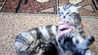 Вислоухая шотландская кошка играет со своим потомством. Вислоухая шотландская кошка играет со своим потомством.