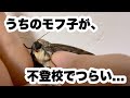 うちのモフ子が不登校でつらい...