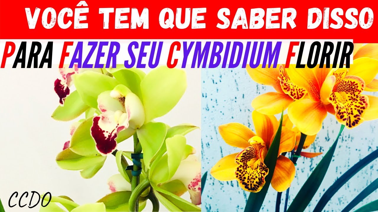 Como fazer florescer Orquídeas Cymbidium (Você não pode pular esse vídeo) -  thptnganamst.edu.vn