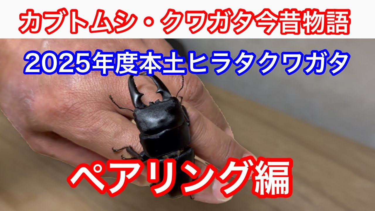 2025年度本土ヒラタクワガタペアリング編 - YouTube