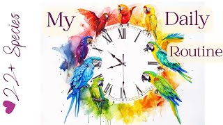 22+ Species Daily Routine | #parrot_bliss #parrot