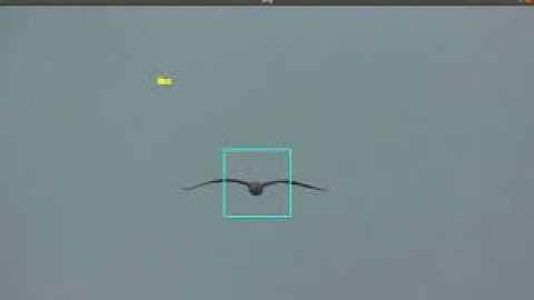 bird detection python opencv