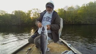 Fishing Slug-Gos for stripers on the Housatonic