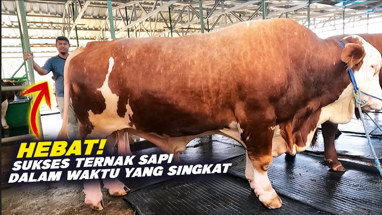 Belajar Dari Youtube Kini Sukses Ternak Sapi, Baru 2 Tahun Penjualan ...