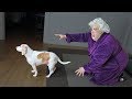 Dogs Make Funny Lady Mad! Funny Dogs Maymo, Penny, & Potpie