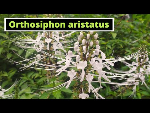 Orthosiphon aristatus (Cat's Whiskers)