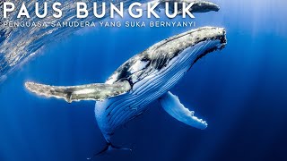 Paus Bungkuk, Si Raksasa Laut Yang Suka Bernyanyi Dan Melompat