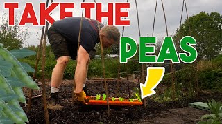 Easy PEAsy Planting Method. Transforming a Neglected Allotment Part 6