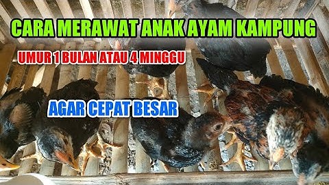 CEPAT BESAR!!! CARA MERAWAT ANAK AYAM KAMPUNG UMUR 1 BULAN ATAU 4 MINGGU || TERNAK AYAM KAMPUNG