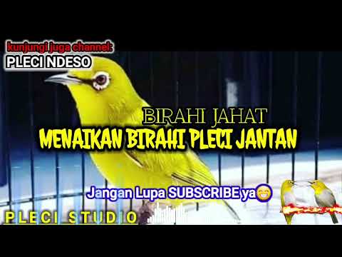 Pleci BETINA KOMBINASI Pancingan TERJAHAT TERBARU!