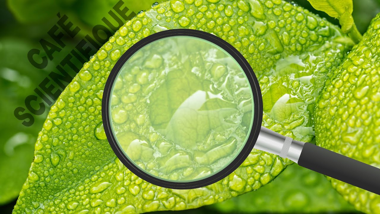 Green Chemistry and Catalysis YouTube