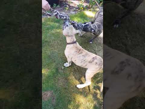 American bulldog x Cane corso puppys 4 monds - YouTube