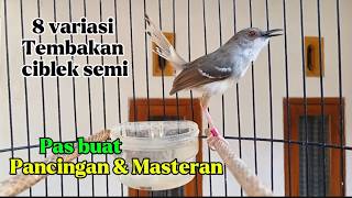 8 variasi tembakan Ciblek semi, pas buat masteran ataupun pancingan Ciblek bahan agar cepat bunyi