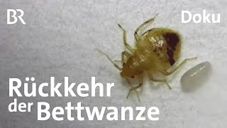 Die Bettwanze ist wieder da: Erkennung, Bekämpfung, Prävention | Doku | BR Story