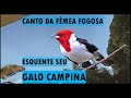 CANTO DA FÊMEA GALO CAMPINA FOGOSA LEVANTA FOGO,ESQUENTA GALO CAMPINA MACHO RAPIDINHO, FÊMEA NERVOSA