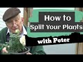 How to split plants  garden ideas  peter seabrook