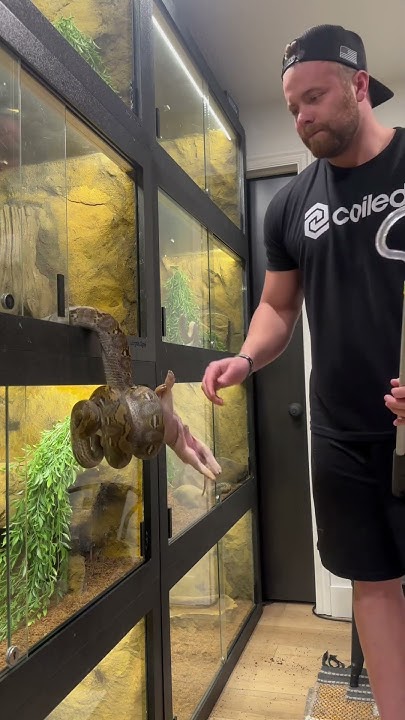 Python Eats PIG 🐷 #snake #reptile #pets #python #animal #feeding # ...