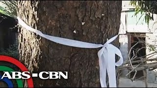 Trees saved in Pangasinan road project