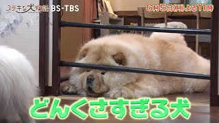 2週連続！「ステキな犬物語」6/5(月)よる11時はどんくさいのが可愛いチャウチャウ！捨て犬から人を助ける災害救助犬へ育っていく感動のストーリーも！