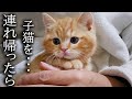 【ご報告】売れ残った子猫を連れ帰ったら先住猫と犬が大変なことに...