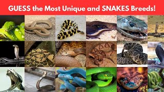 Guess the snakes names | rarest snakes | snakes names #video #snake Guess the snakes names | rarest snakes | snakes names #video #snake