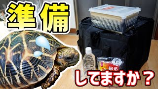 【災害対策】爬虫類の『防災グッズ』準備してますか？【リクガメ飼育】