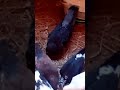 يوميات ام بودي شوفو الحمام وجماله يوميات ام بودي شوفو الحمام وجماله