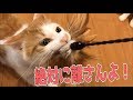 【大興奮】絶対に猫が遊ぶ猫じゃらしが凄すぎたｗｗｗ