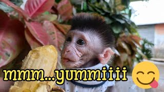 baby monpai makan pisang #monpai#babymonkey#babymonpai#