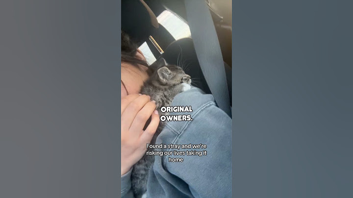 They Rescued This Stray