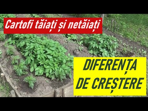 Video: Cartofi Lapot: Descrierea Soiului Cu Fotografii, Reguli De Creștere