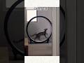 Your Cat vs My Cat