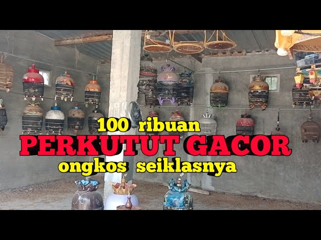 100 ribuan PERKUTUT LOKAL GACOR ongkos seiklasnya class=