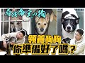 給浪浪一個家！領養狗狗，你準備好了嗎？Adopt a dog｜@熊爸估狗