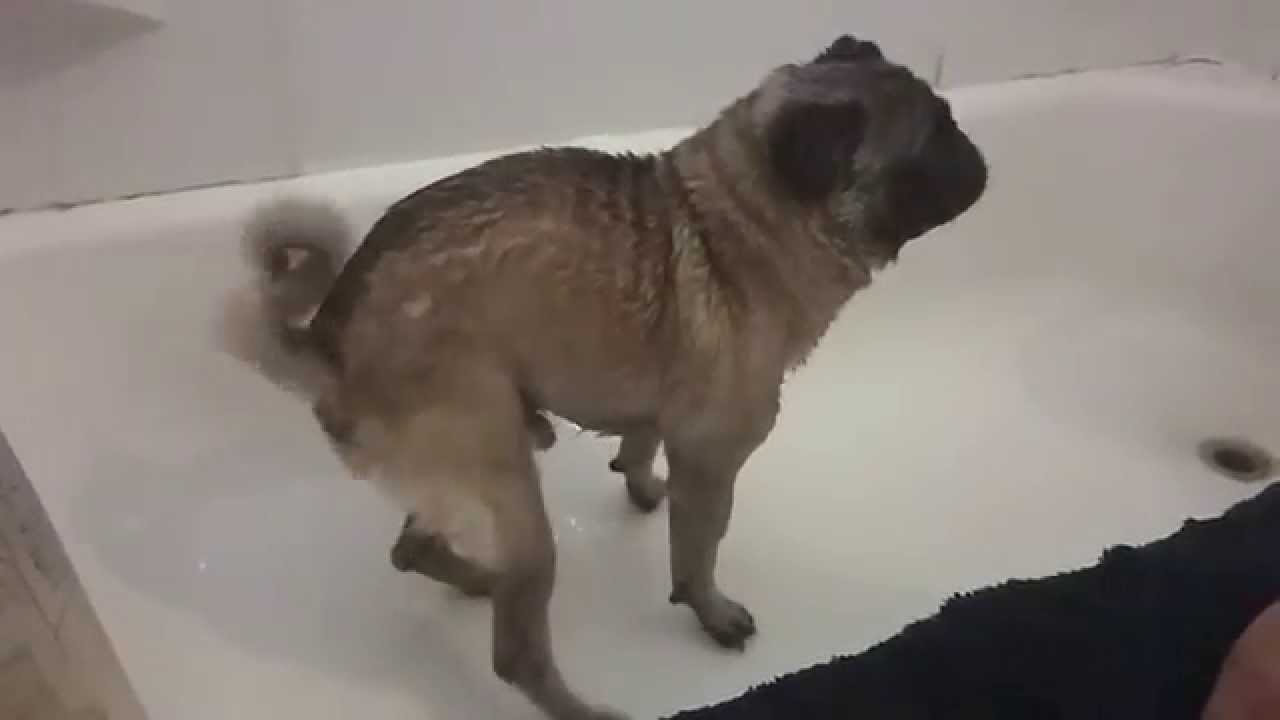 pugs tail not curled