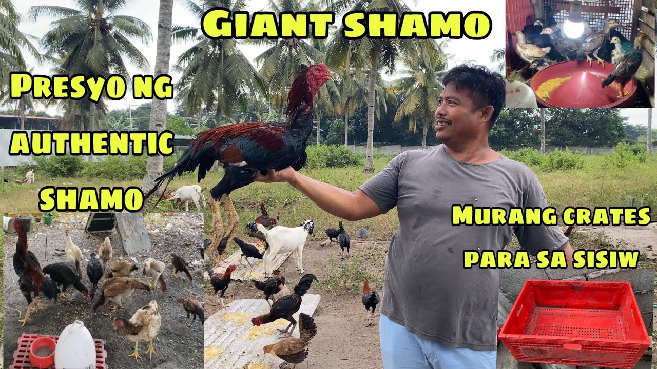 PRESYO NG AUTHENTIC SHAMO AT MAY PER KILO PA | NAKABILI TAYO NG MURANG CRATES PARA SISIW | GENSAN