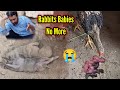 Our Rabbit Babies No More 😢 Hen Attack on Bunny Babies | No More Bunny Babies