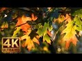 AUTUMN PALETTE - 4K Nature Relaxation Video in 4K with Relaxing Piano Music - 2.5 HOURS