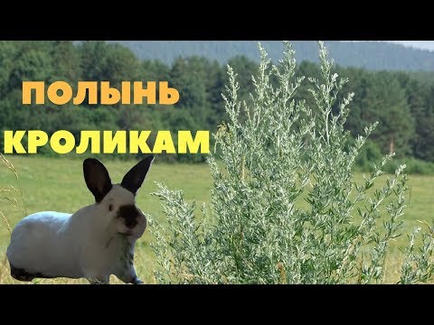 Видео: Какие животные едят полынь?