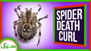 Why Do Spiders Curl Up When They Die