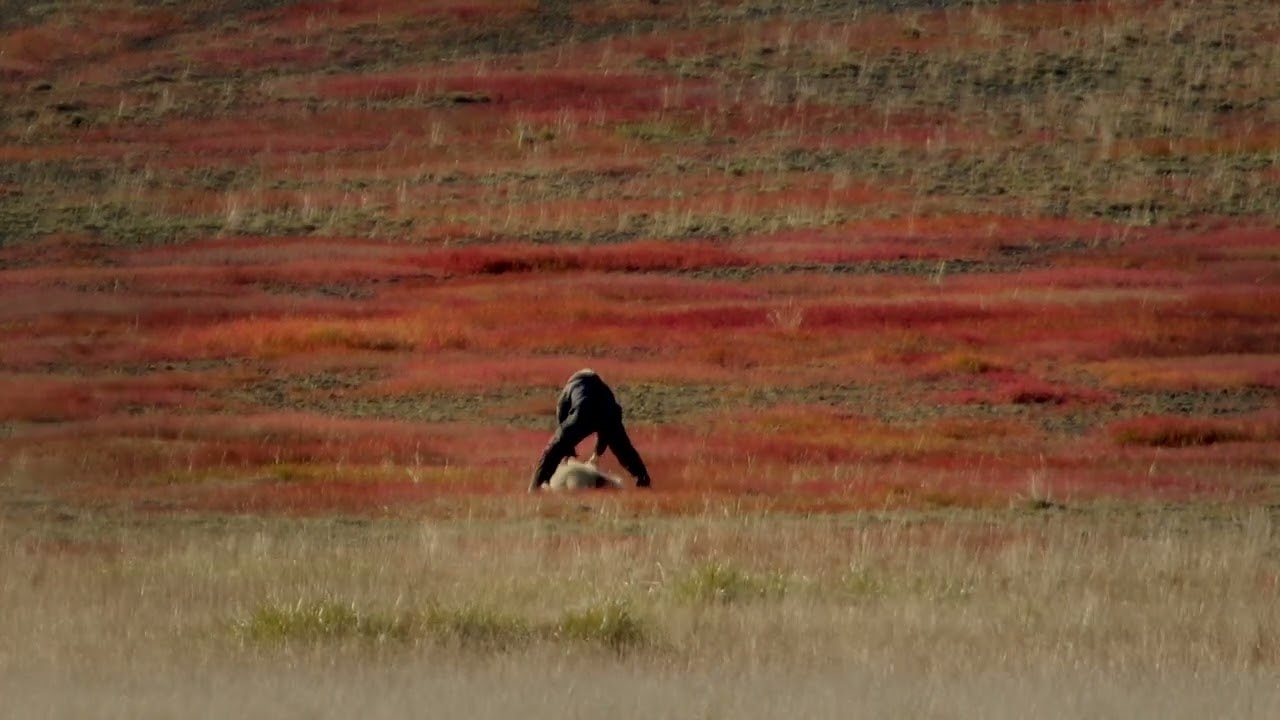 Schaf auf dem Rücken? Handeln und dem Schaf das Leben retten