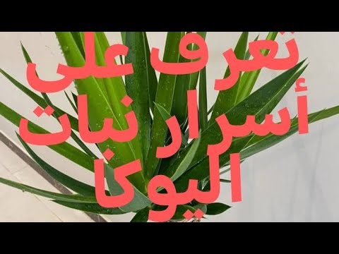 كيفية العناية بنبات اليوكا أسرار سوف تتعرف عليها لأول مره الاسم العلمي  الي ك ة نباتات ضل