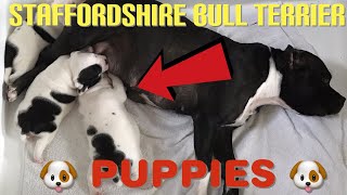Dogs Staffordshire Bull Terrier Puppies