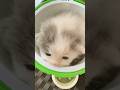 Kucing Bayi Di MagicCom #catshorts #cat #cute #love #cutecat #fyp #virall #imut #pets #cover #music