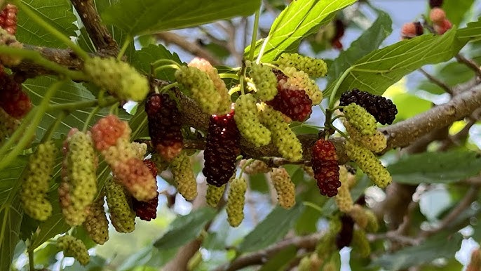 Identify invasive trees: White mulberry 