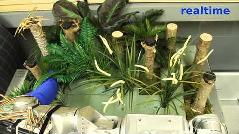 Darci reaching quickly in artificial foliage with successes and failures