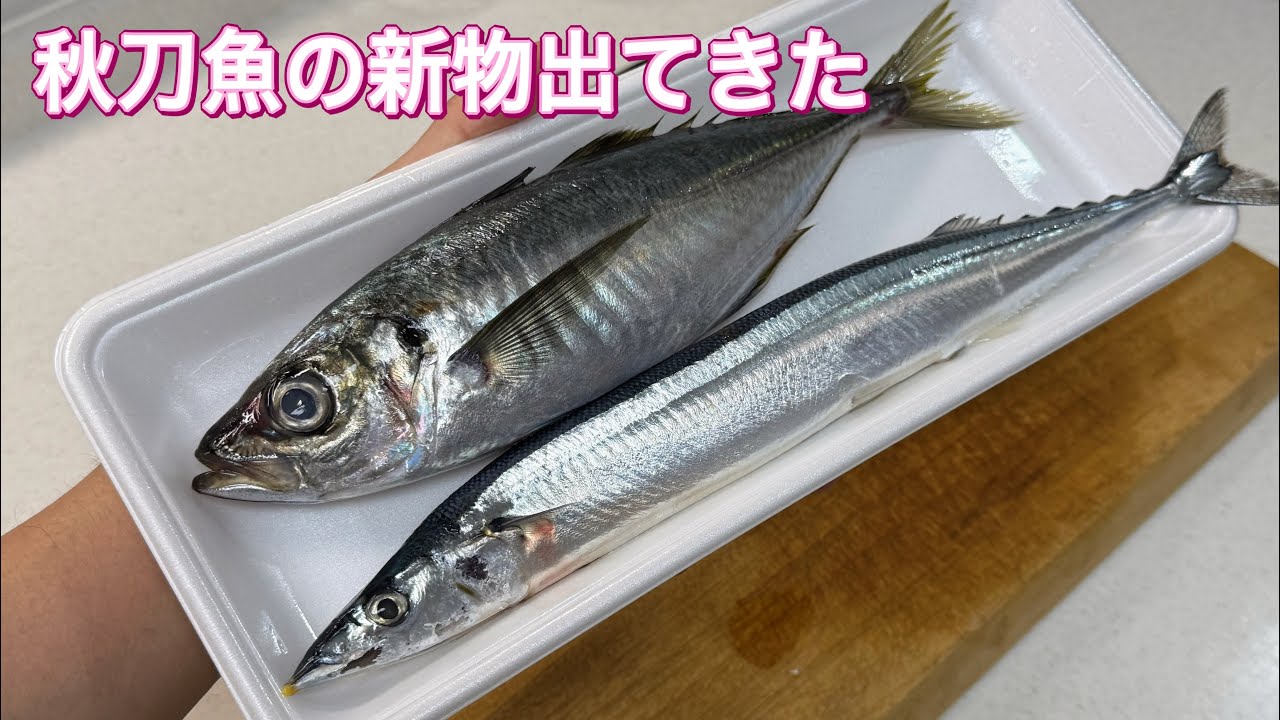 秋刀魚の新物登場 - YouTube